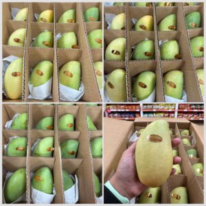 Philippine Mangoes "Carabao" (200-300kg)