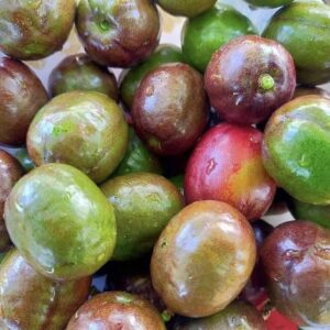 Sineguelas "Spanish Plum" (kg)